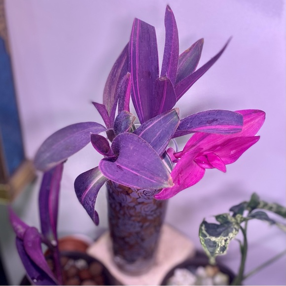 (3) Rare tradescantia variegated pallida ‘pink stripe’ cuttings - Picture 11 of 12